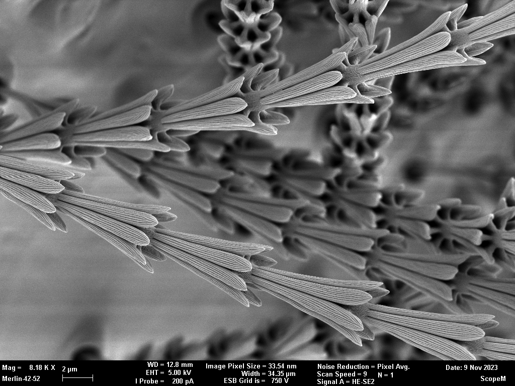 Enlarged view: Bristle of carpet beetle larva